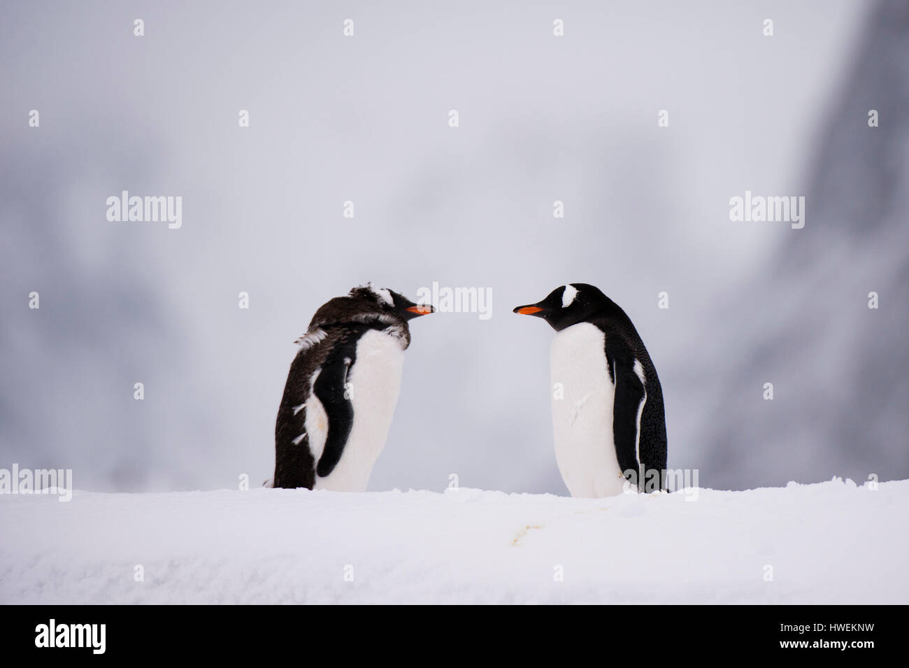 Zwei Gentoo Penguin (Pygoscelis Papua) Gesicht an Gesicht, Petermann Island, Antarktis Stockfoto
