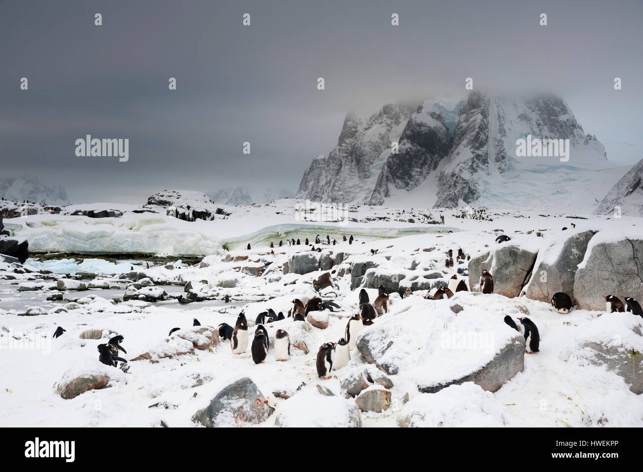 Gentoo-Pinguin-Kolonie (Pygoscelis Papua), Petermann Island, Antarktis Stockfoto