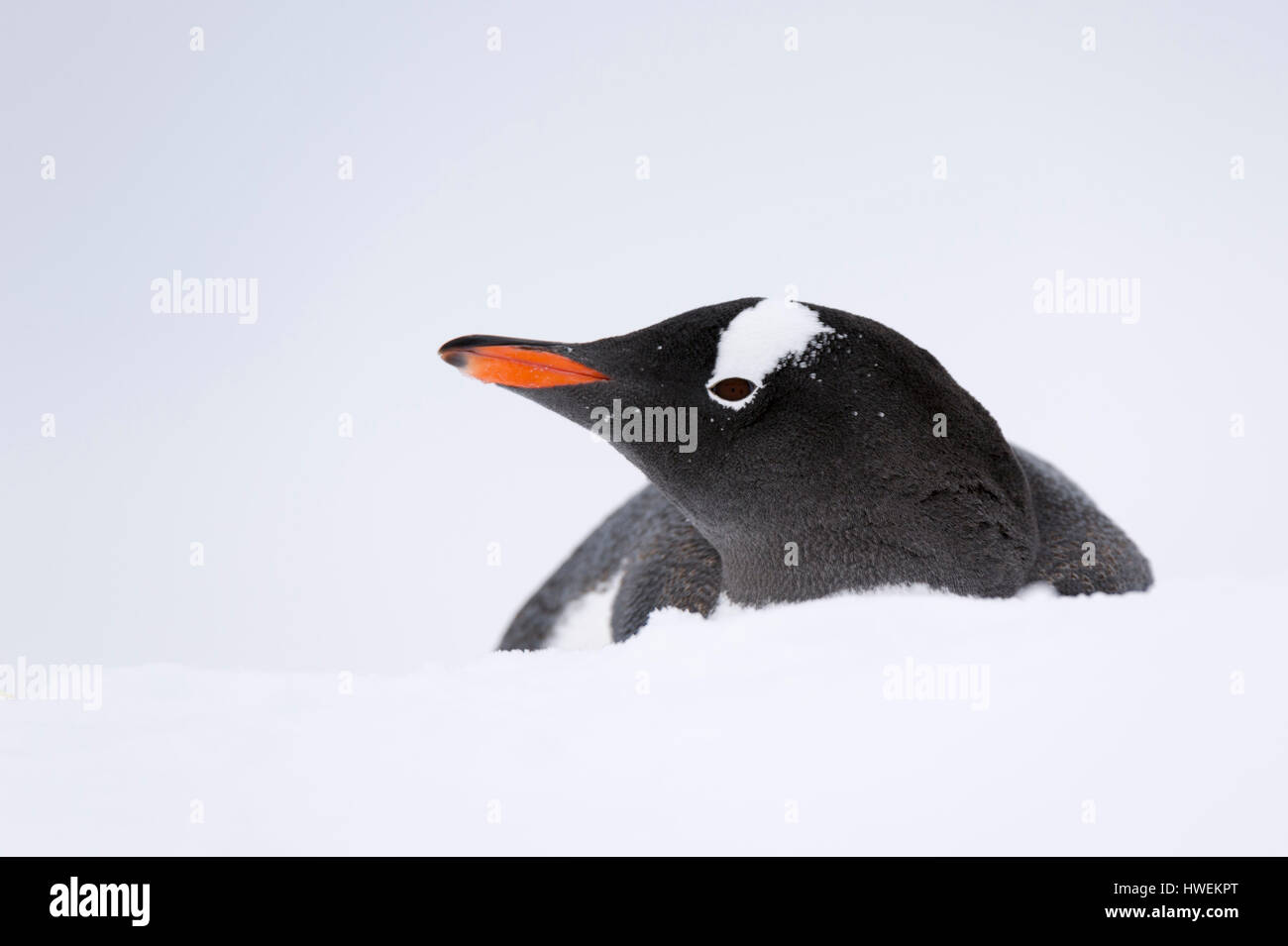 Nahaufnahme von Gentoo Penguin (Pygoscelis Papua), Petermann Island, Antarktis Stockfoto