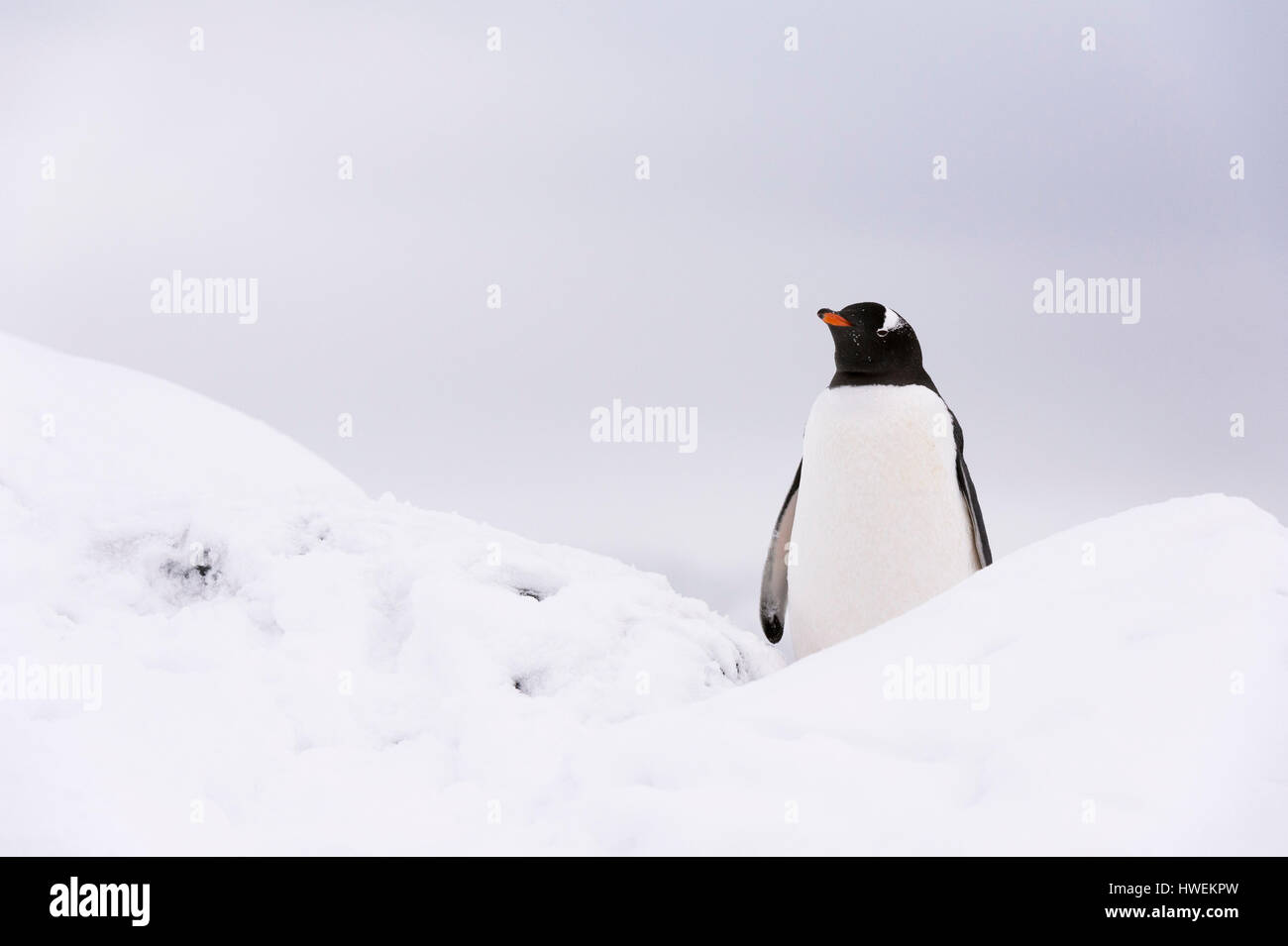 Gentoo Penguin (Pygoscelis Papua), Petermann Island, Antarktis Stockfoto