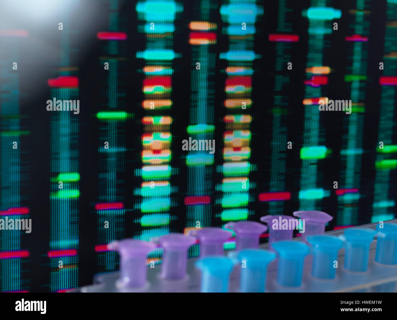 DNA-Forschung, DNA Testergebnisse auf einem Computerbildschirm im Labor mit einem Tablett mit Proben im Vordergrund Stockfoto