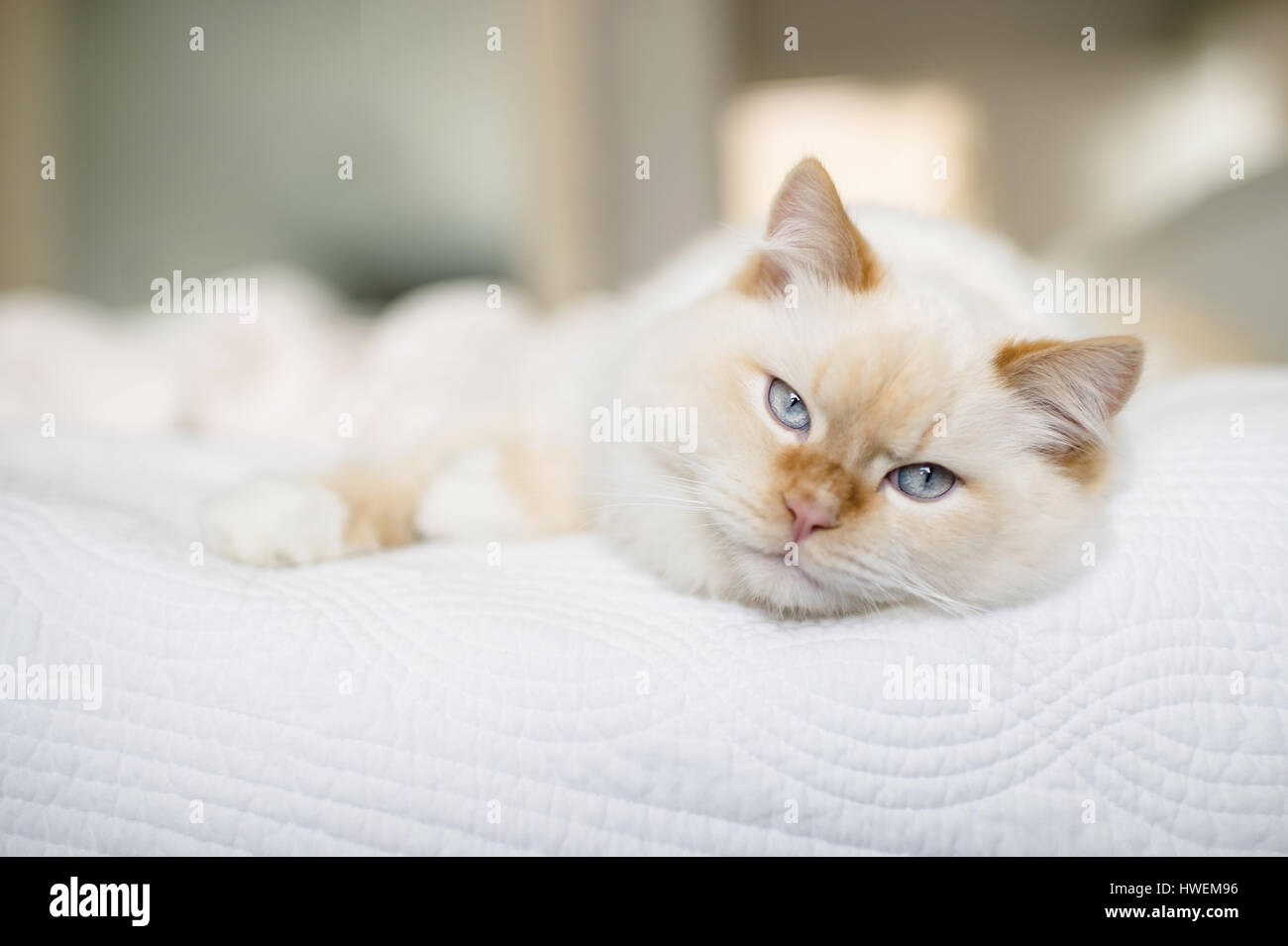 Rag Doll Katze mit blauen Augen auf Bett Stockfoto