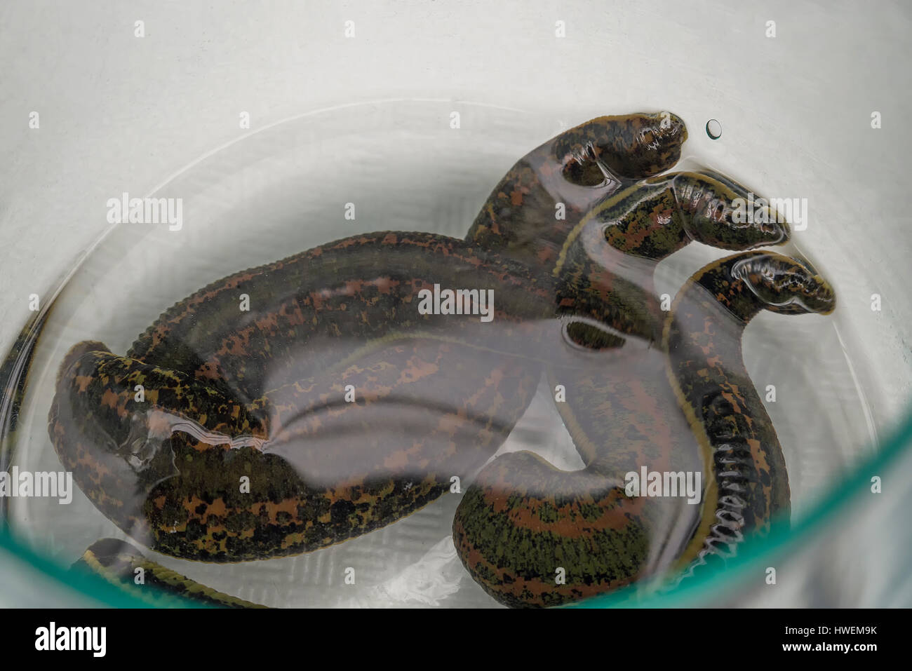 Hermaphroditen mensch Fotos und Bildmaterial in hoher Auflösung Alamy