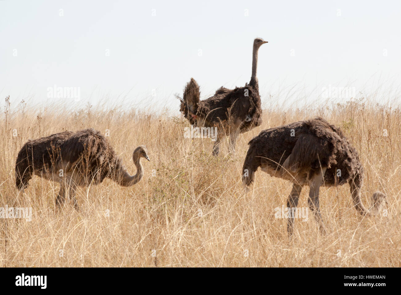 Drei Strauße auf Wiese, Südafrika Stockfoto