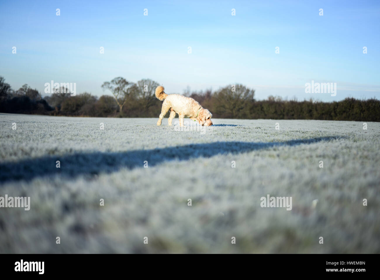 Hund im verschneiten Feldern Boden schnüffeln Stockfoto