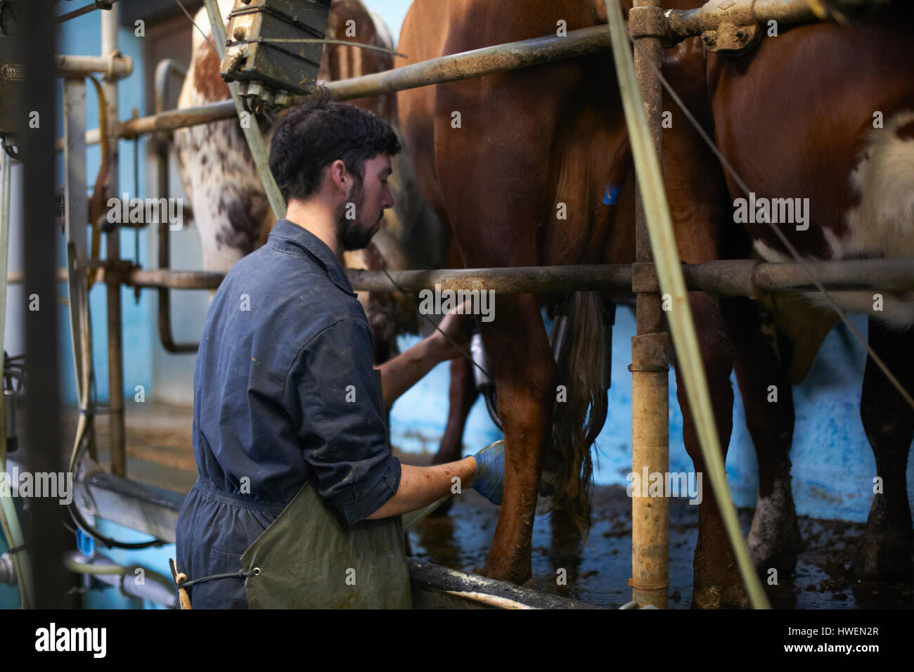 Landwirt Melken Kühe im Milchviehbetrieb mit Melkmaschinen Stockfoto