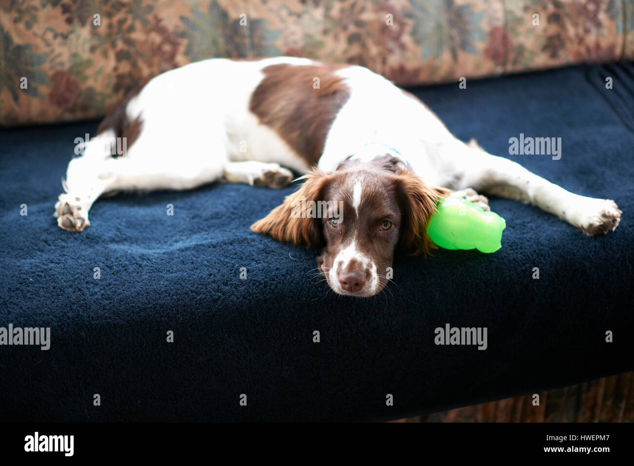 Porträt des Hundes, auf sofa Stockfoto