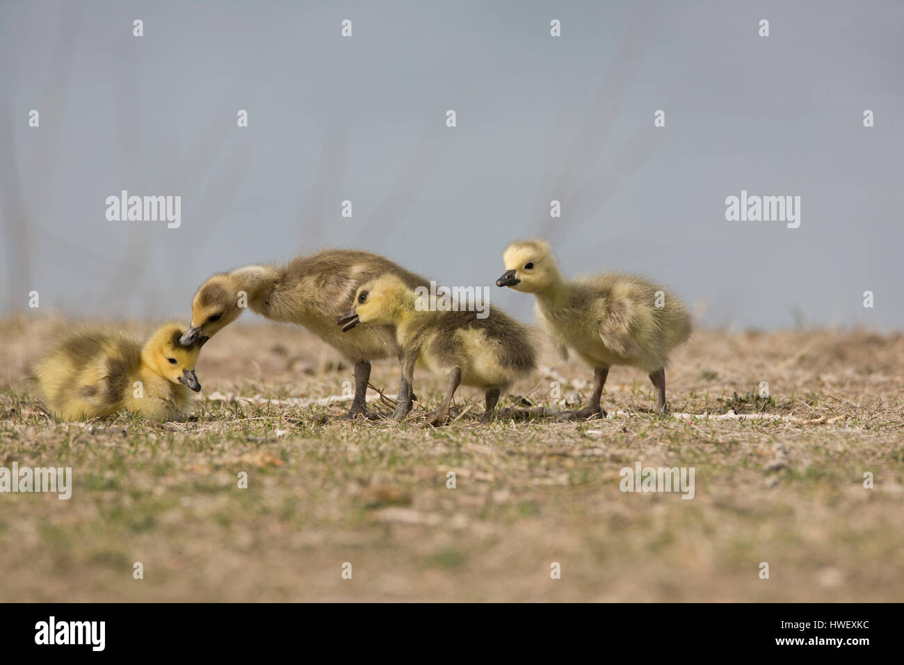 Eine Schar von Gänsel Kanadagans (Branta Canadensis) Ringen mit einander, Missouri Fluß, Mt. Stockfoto