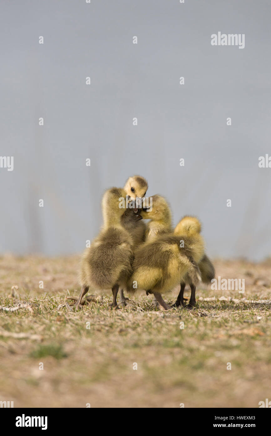Eine Schar von Gänsel Kanadagans (Branta Canadensis) Ringen mit einander, Missouri Fluß, Mt. Stockfoto