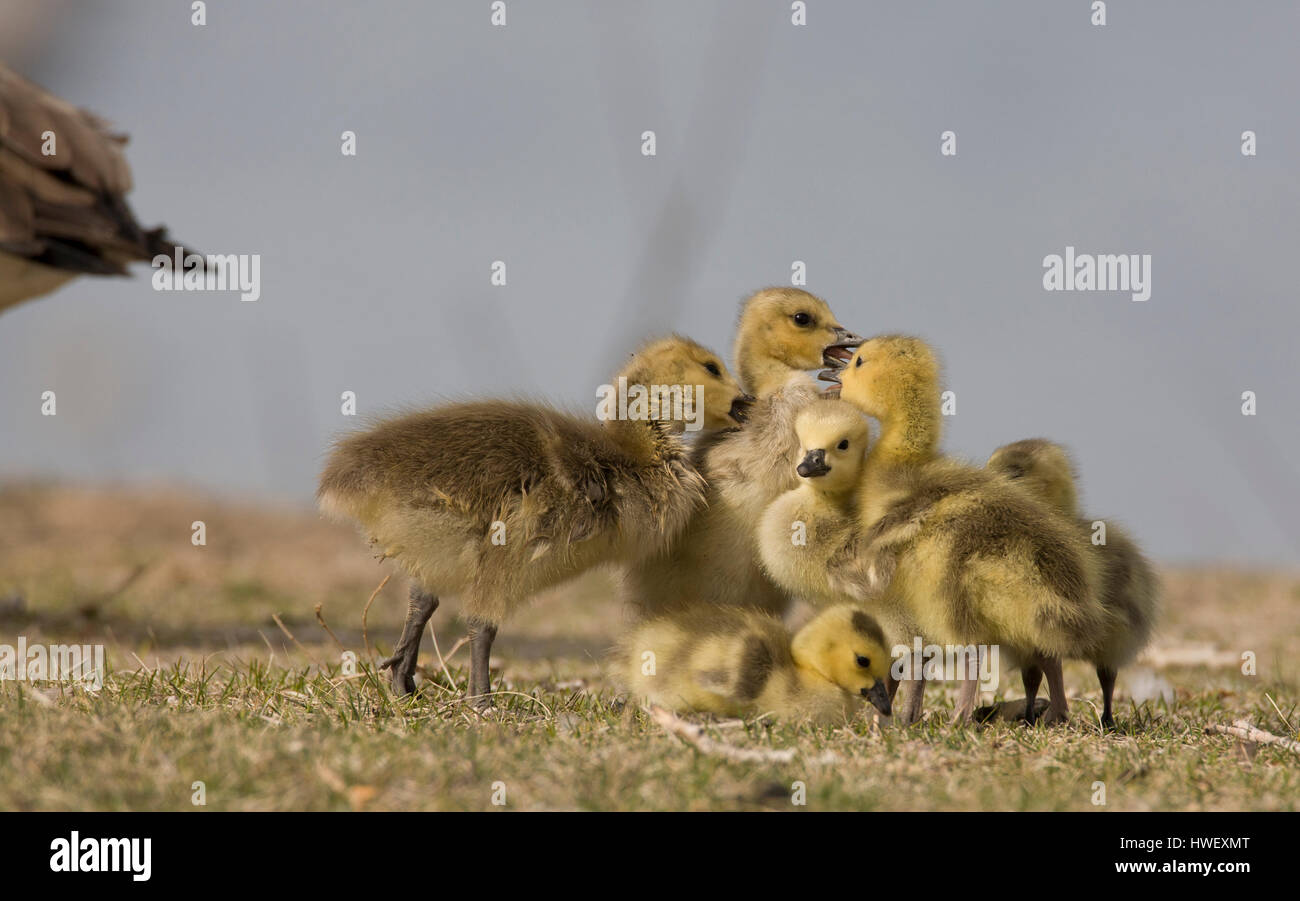Eine Schar von Gänsel Kanadagans (Branta Canadensis) Ringen mit einander, Missouri Fluß, Mt. Stockfoto
