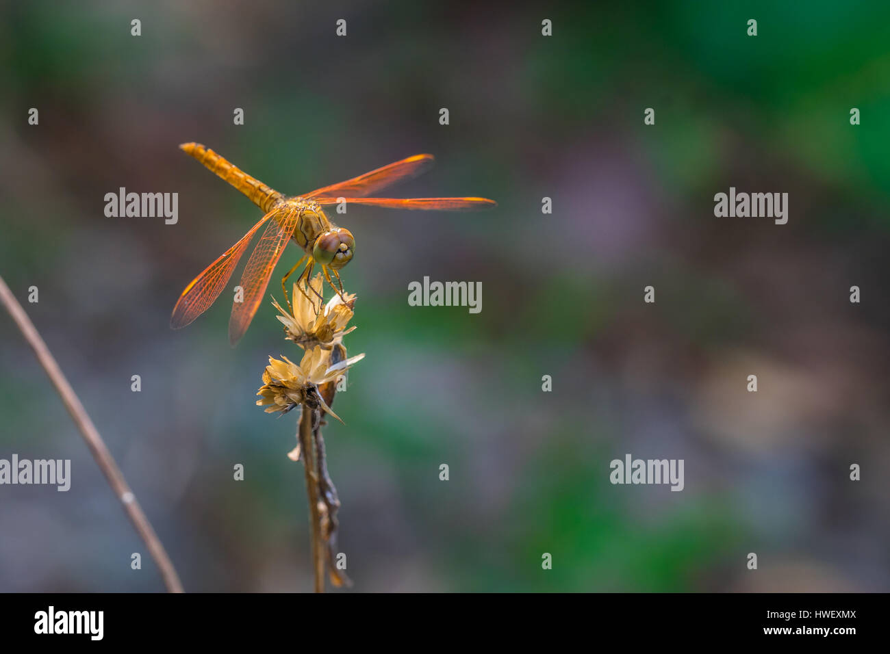 Libelle auf einer Blume. Stockfoto