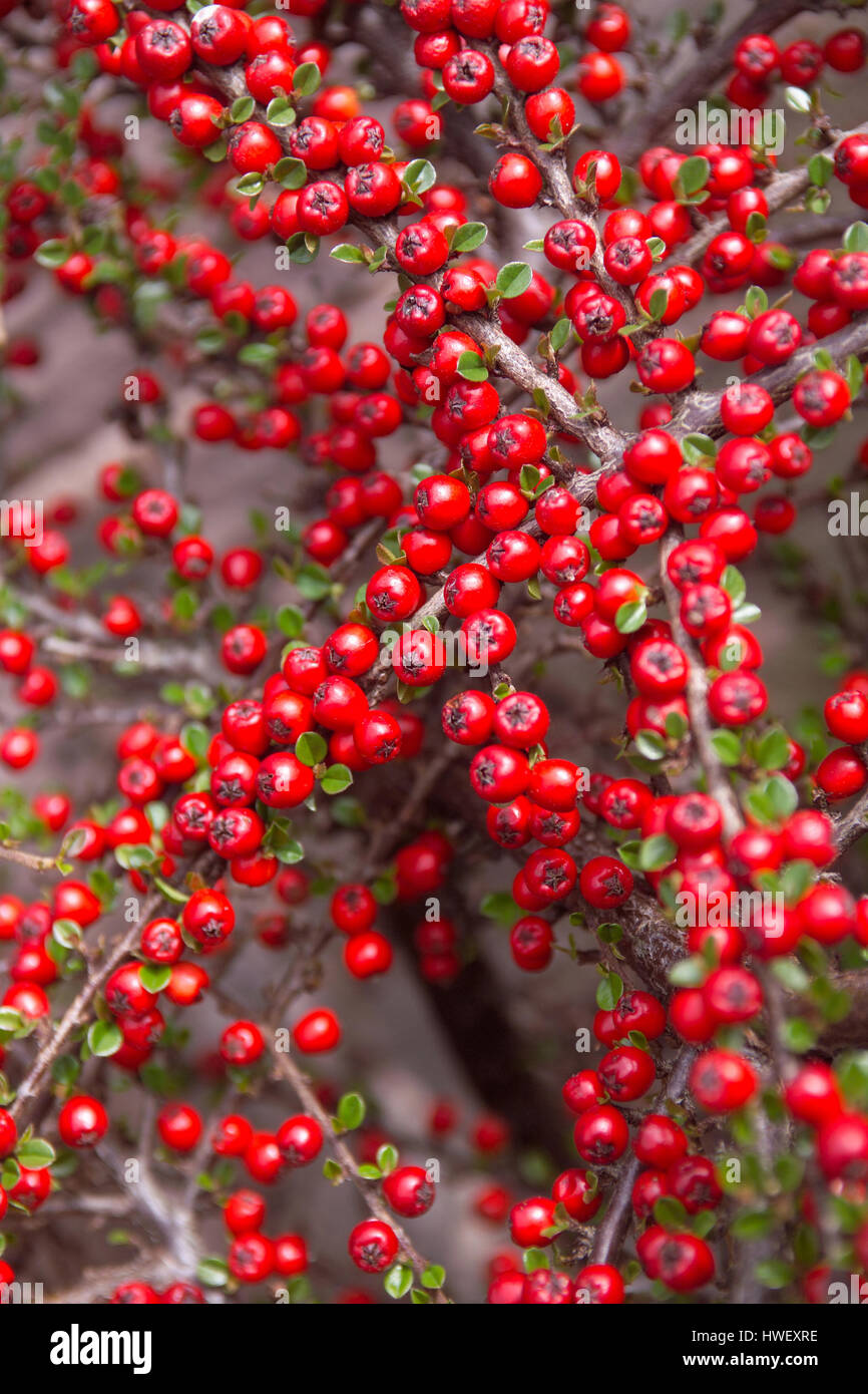 Cottoneaster Beeren Stockfoto