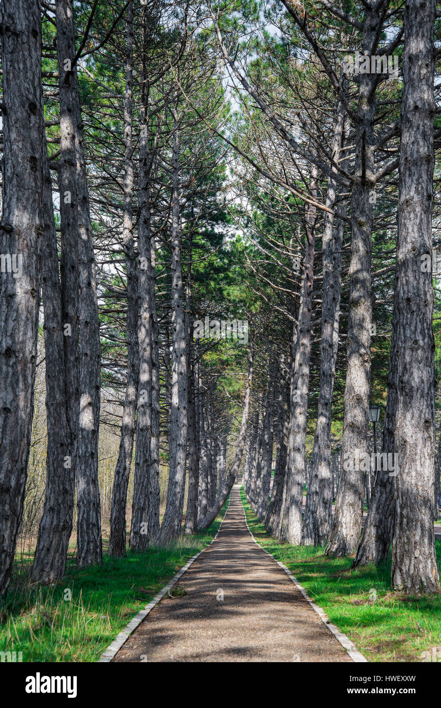 Eine Forststraße Berg, gesäumt von Pinien Bäume in der Nähe von Park im Frühling. Stockfoto