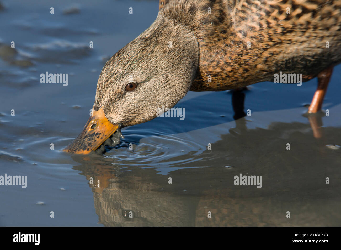 Schlammiges Wasser tritt von den Seiten einer Mallard-Henne (Anas platyrhynchos) aus, da es Wasser für Nahrungspartikel filtert. Ente frisst Pflanzen und Wirbellose Stockfoto