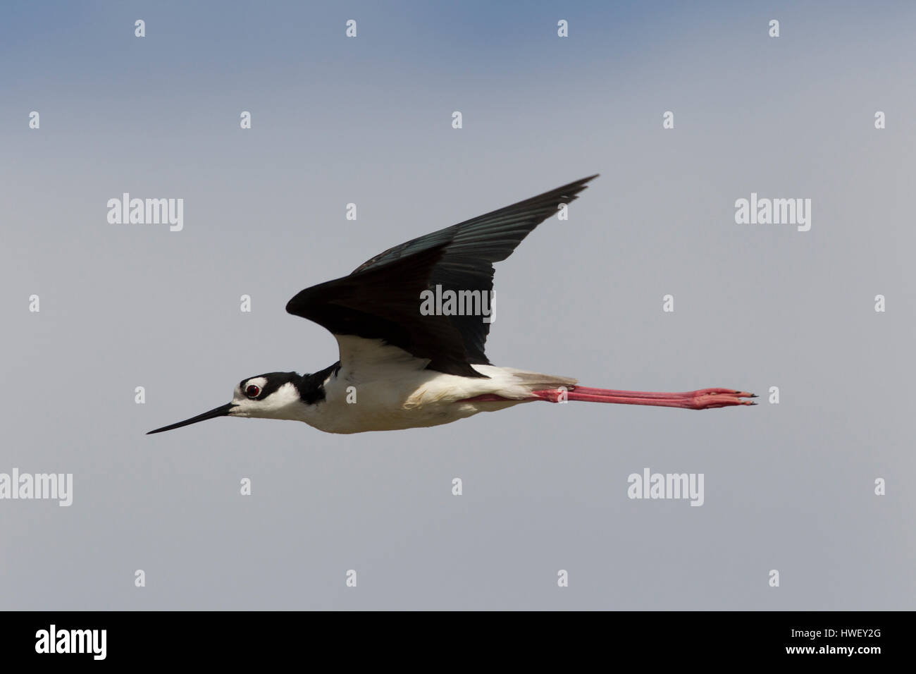Flying black-necked Stelzenläufer (Himantopus mexicanus) vor dem Hintergrund des blauen Himmels. Elegante schwarz-weißen Muster mit langen rosa Beine ist einzigartig zu Vogel. Stockfoto