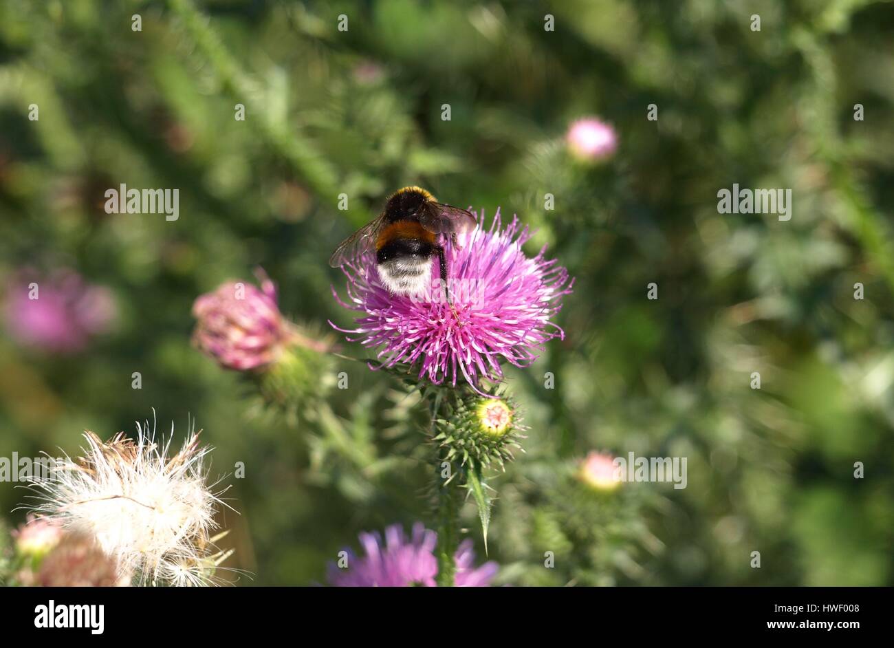 Bumble Bee Insekt auf Distel Blume Stockfoto