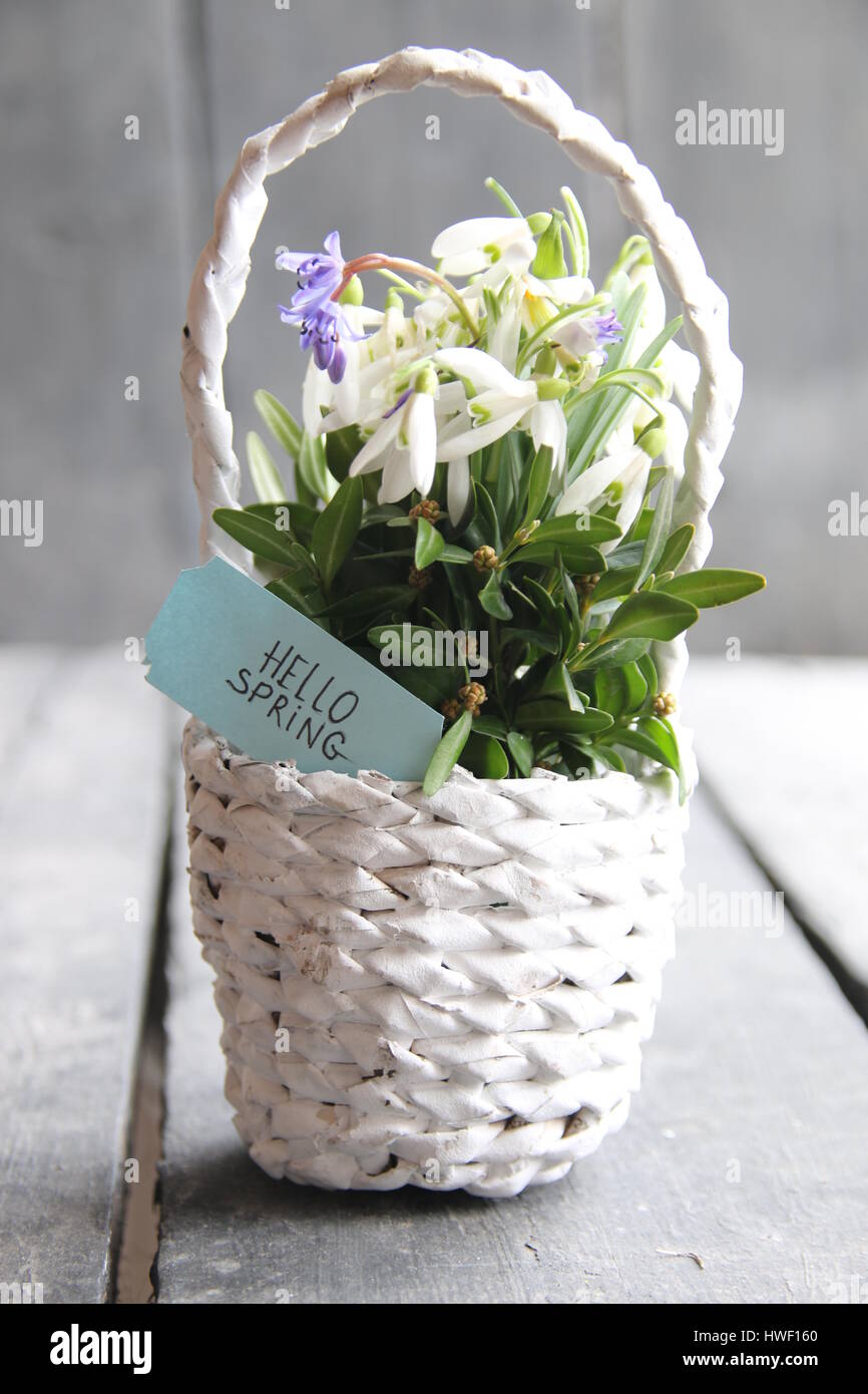 Hallo Frühling Label und Schneeglöckchen in einem Weidenkorb Stockfoto