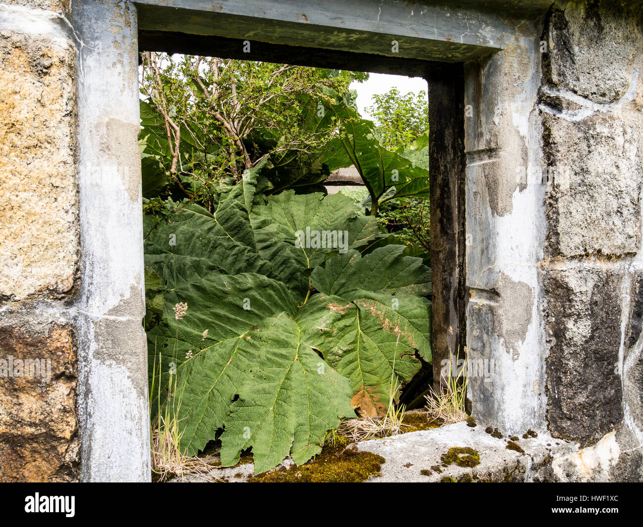 Ruinen des ehemaligen Hotels, gewachsen durch Vegetation des Regenwaldes am San Rafael Gletscher, Dertour aus Regenwald, San Rafael Nationalpark, Stockfoto