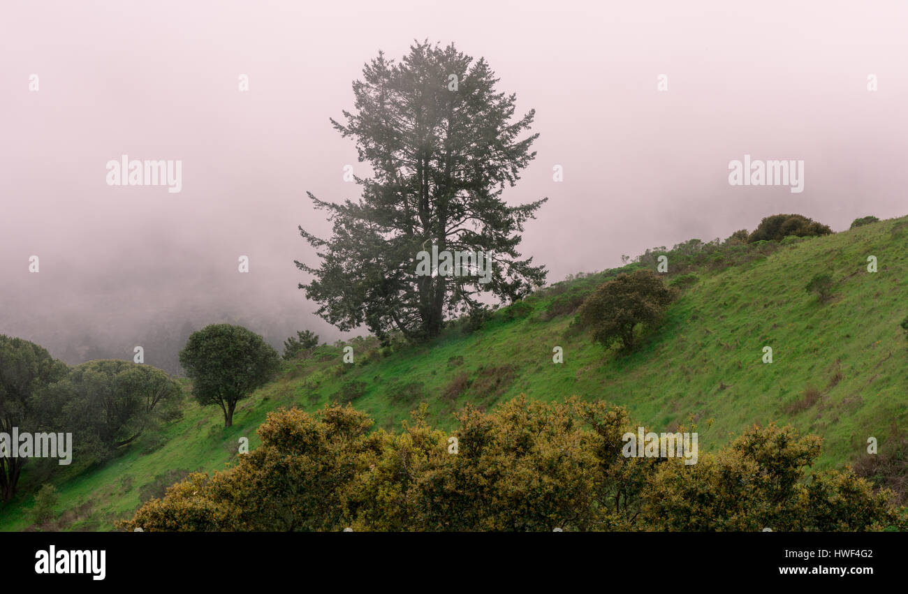 Nebelige Landschaft Nord-Kalifornien Stockfoto