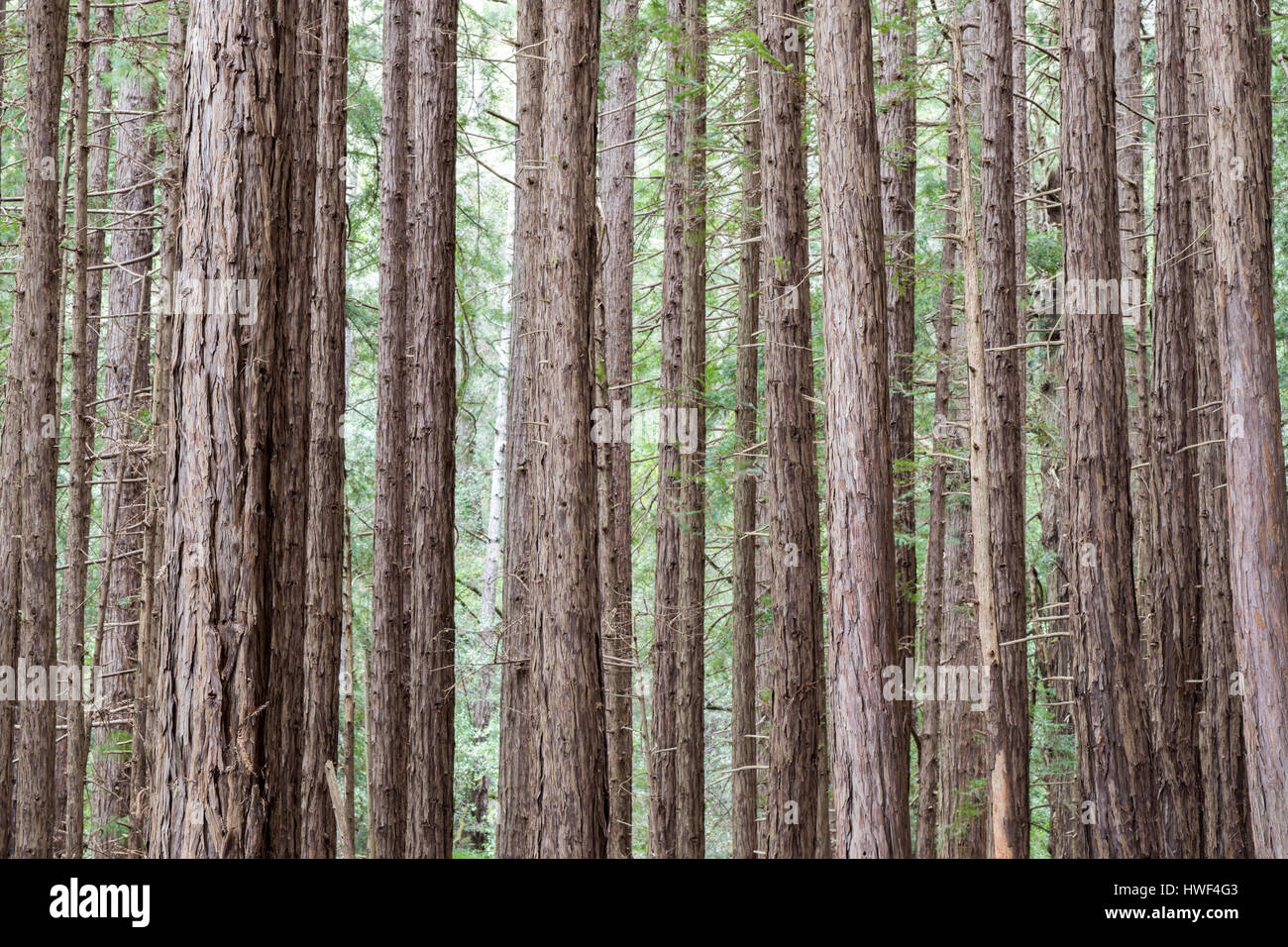 Redwood-Bäume im Muir Woods National Monument Stockfoto