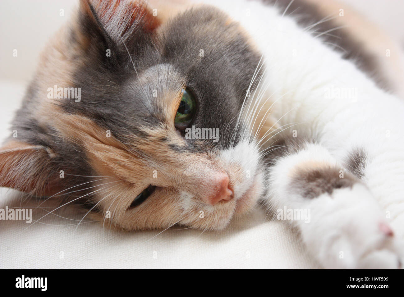 drei farbige Katze ein Nickerchen Stockfoto