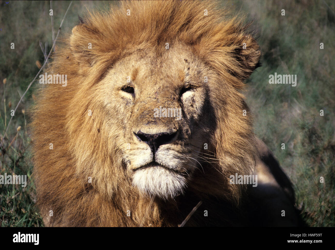 Männlicher Löwe (Panthera leo) im Masai Mara Game Reserve, Kenia Stockfoto