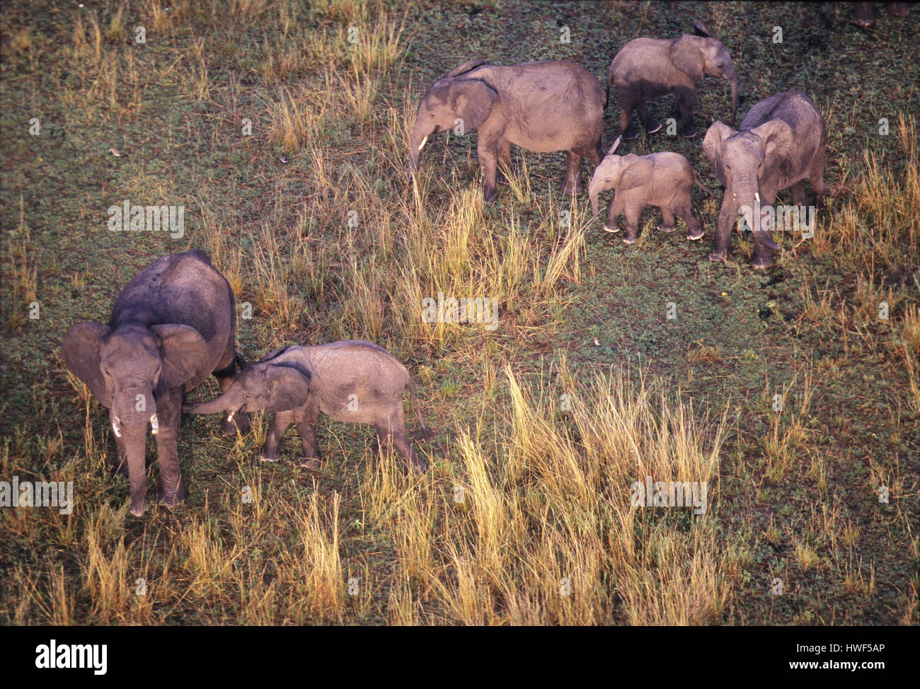 Herde von Elefanten gesehen von den Heißluftballon in Masai Mara Game Reserve, Kenia Stockfoto