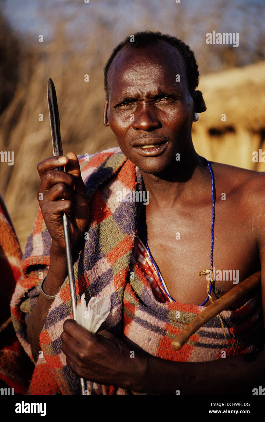 Masai Stammesangehörigen beobachten sein Vieh auf die afrikanische Savanne, Masai Mara Game Reserve, Kenia Stockfoto