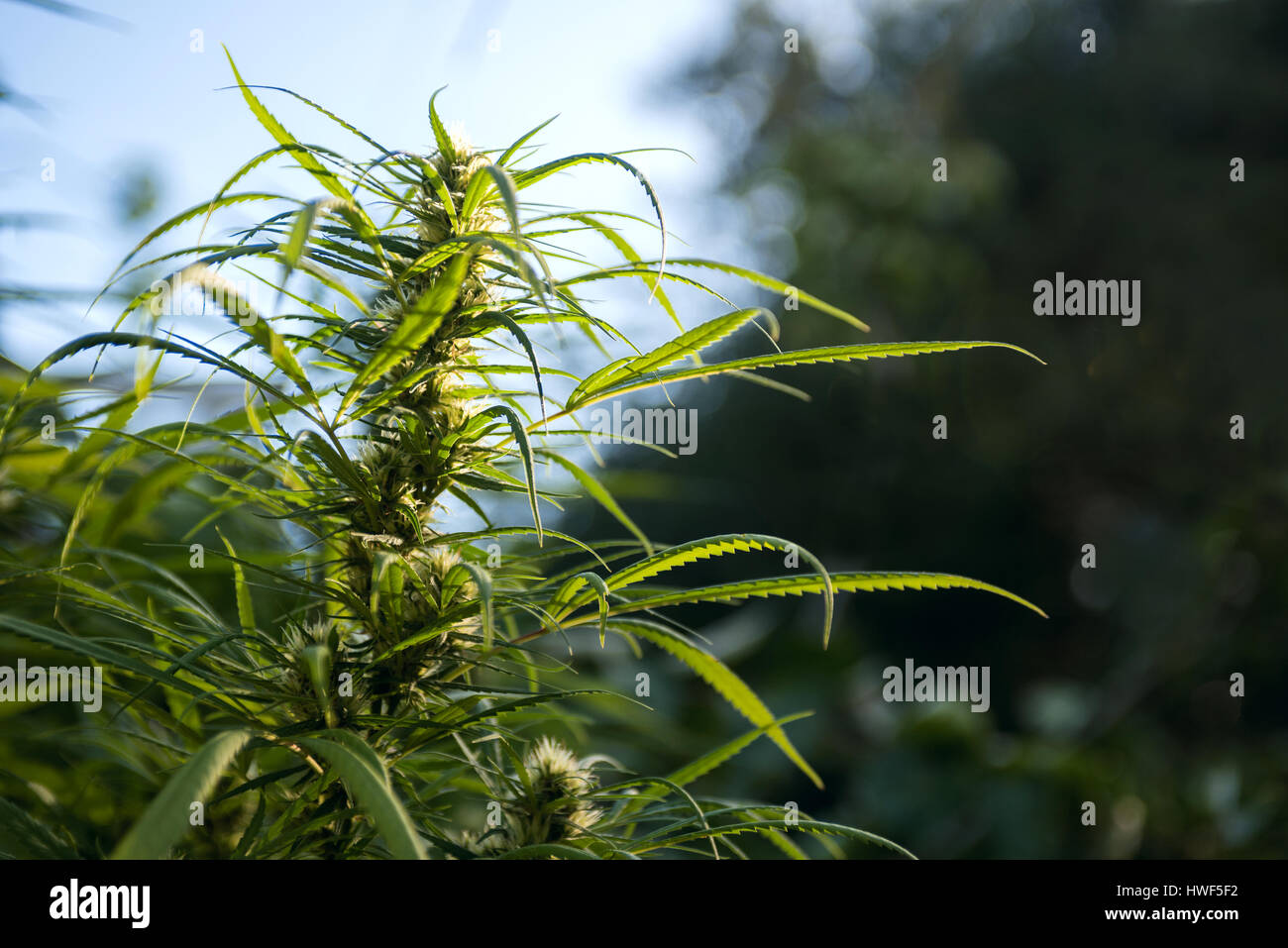 Marihuana ist für medizinische Zwecke angebaut Stockfoto