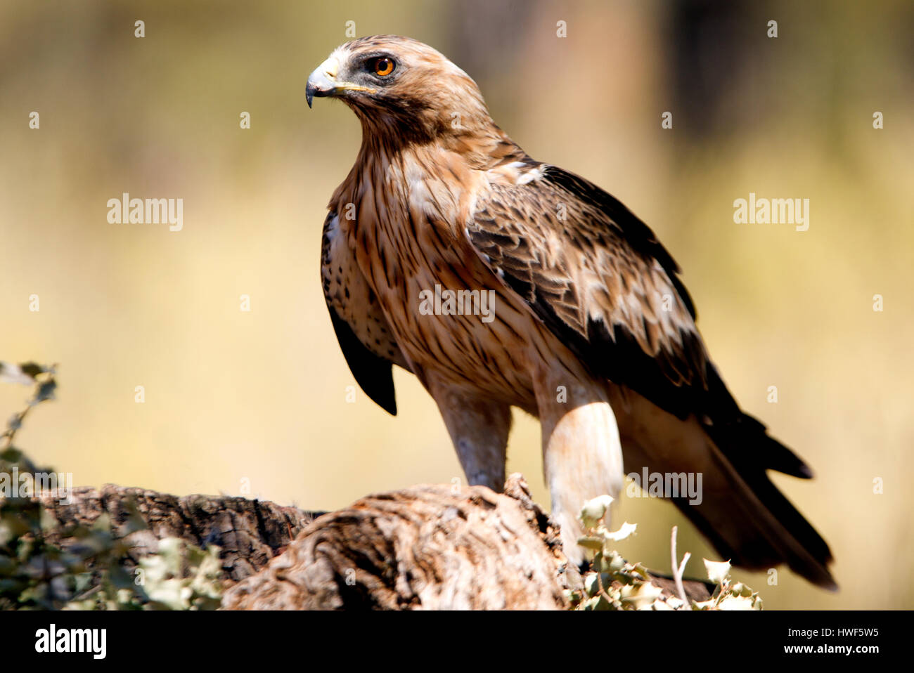 Aquila pennata Stockfoto