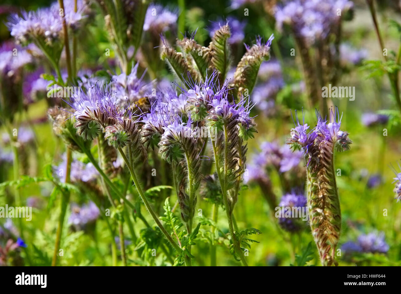 Rainfarn-Phazelie, Bienenfreund - lila Rainfarn, Phacelia Tanacetifolia, eine lila Sommerblume Stockfoto