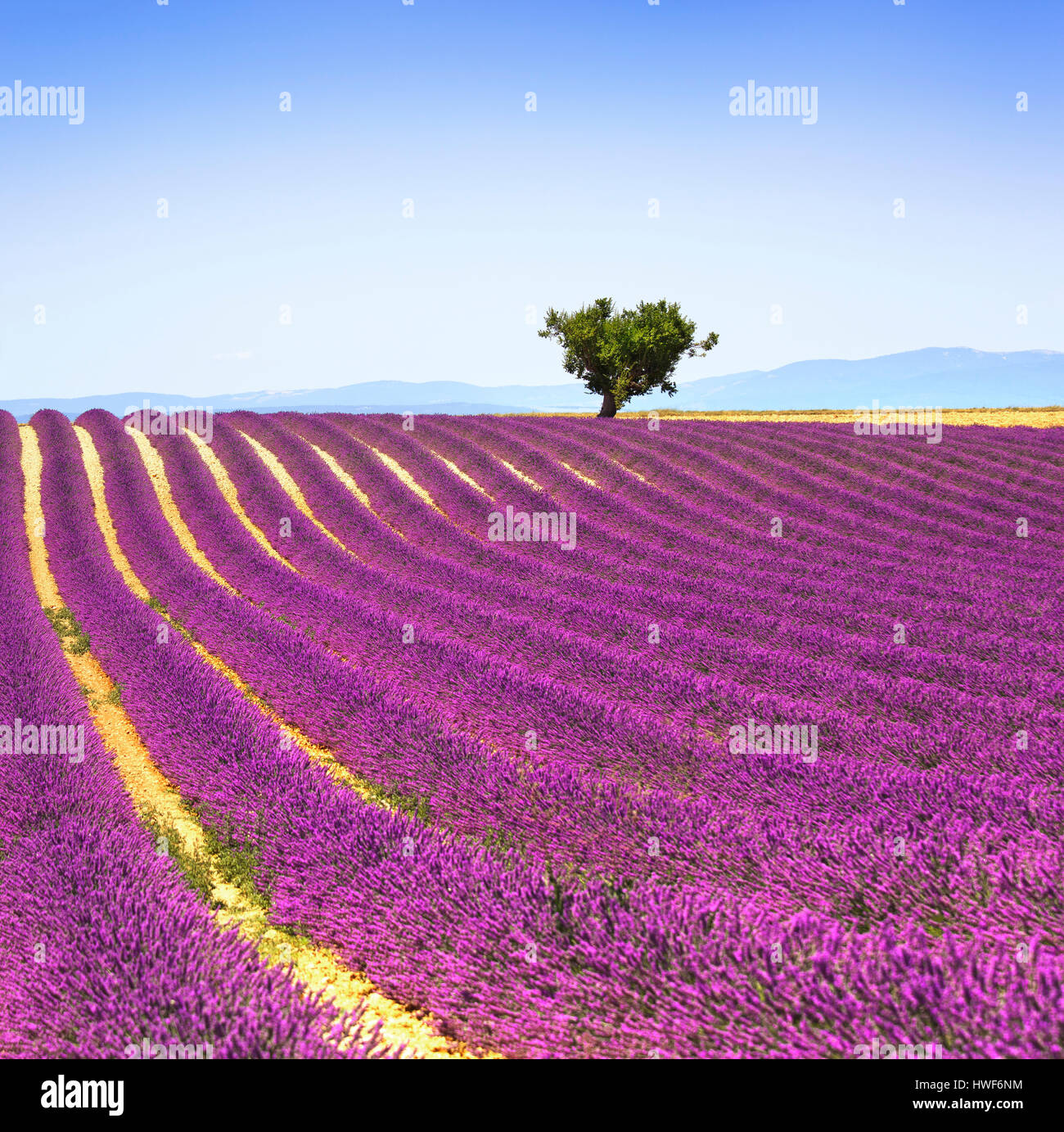 Lavendel Blumen blühen Feld und einem einsamen Baum bergauf. Valensole, Provence, Frankreich, Europa. Stockfoto