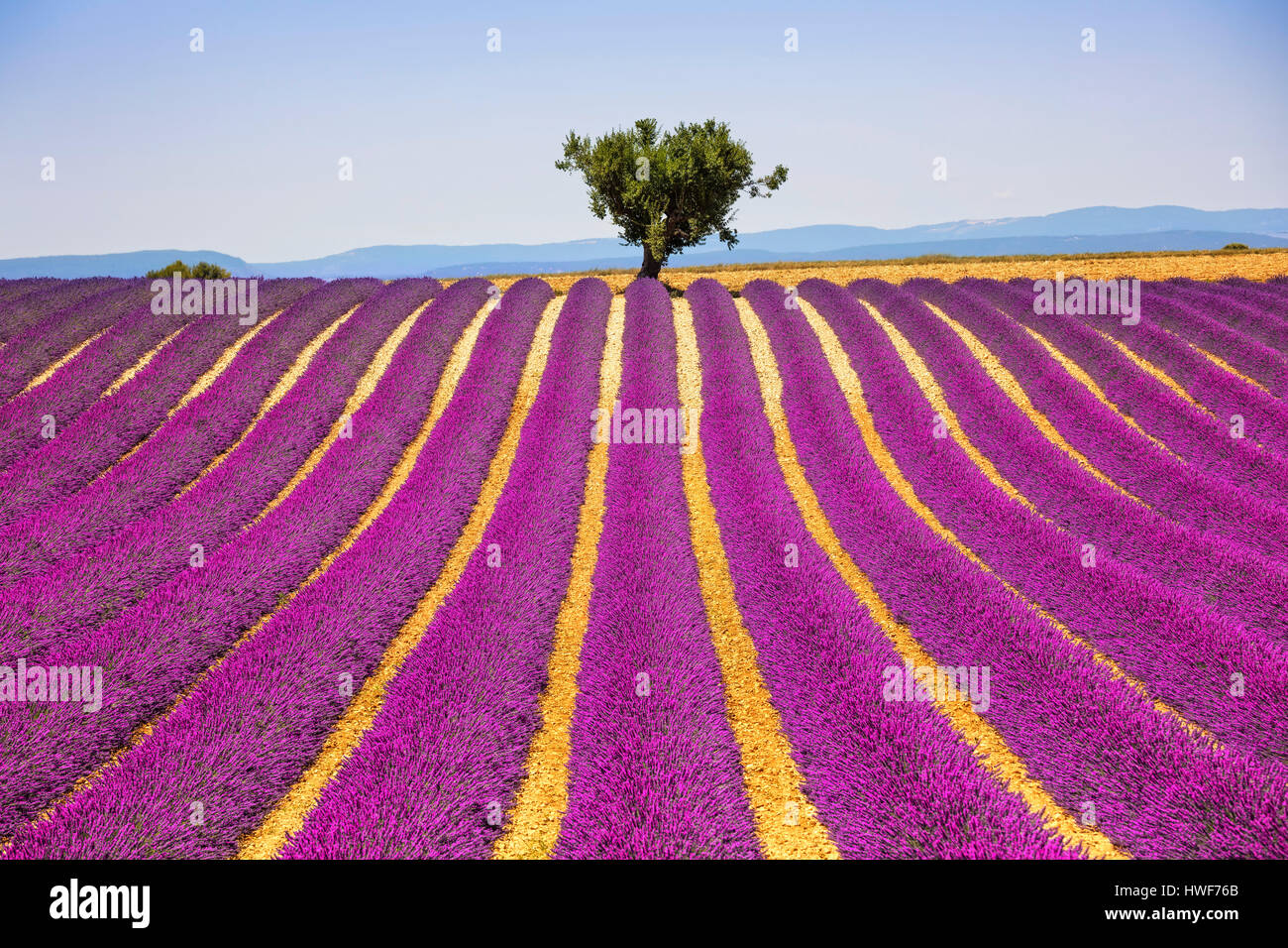 Lavendel Blumen blühen Feld und einem einsamen Baum bergauf. Valensole, Provence, Frankreich, Europa. Stockfoto