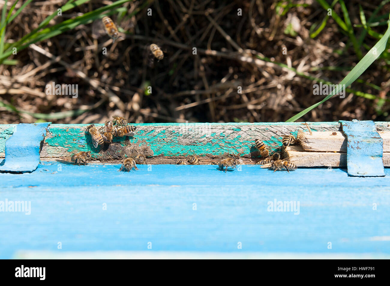 36+ Viele Bienen Am Teich, Überall waren die bienen im/am