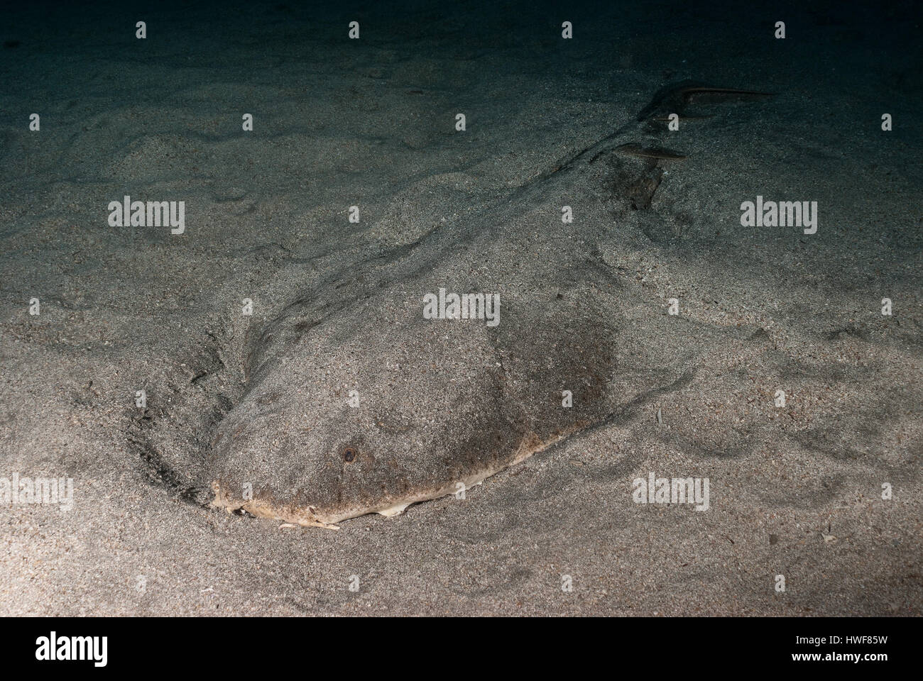 Engel-Hai, Squatina Squatina, Teneriffa, Kanarische Inseln, Spanien, Atlantik Stockfoto