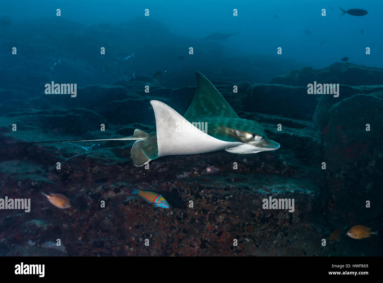 Ray Bull, Pteromylaeus Bovinus, Teneriffa, Kanarische Insel, Spanien, Atlantik Stockfoto
