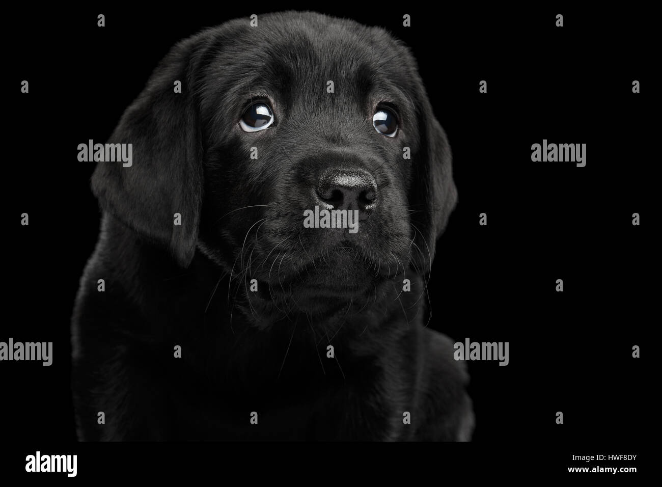 Labrador Retriever Welpe auf schwarzem Hintergrund isoliert Stockfoto