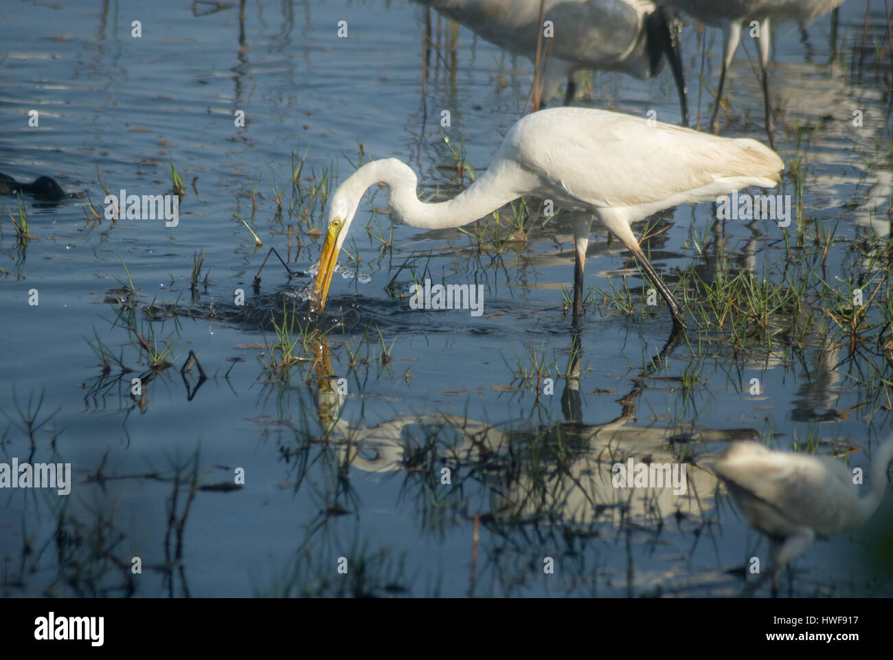 Fortgeschrittene Egret fangen Fische Stockfoto