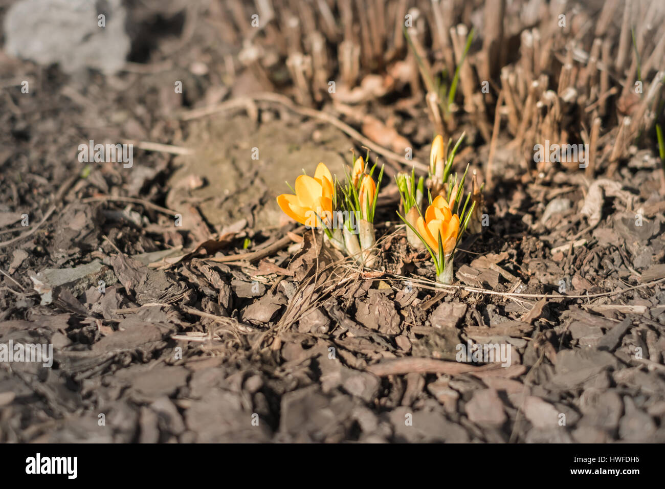 Gelbe Frühlingsblumen auf dem Boden in Sankt Petersburg Botanischer Garten Stockfoto