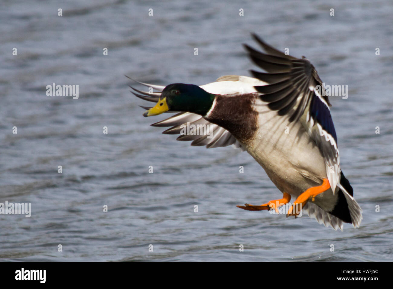 Männliche Stockente mit Flügel ausgestreckt Annäherung an eine Landung auf dem Wasser Stockfoto