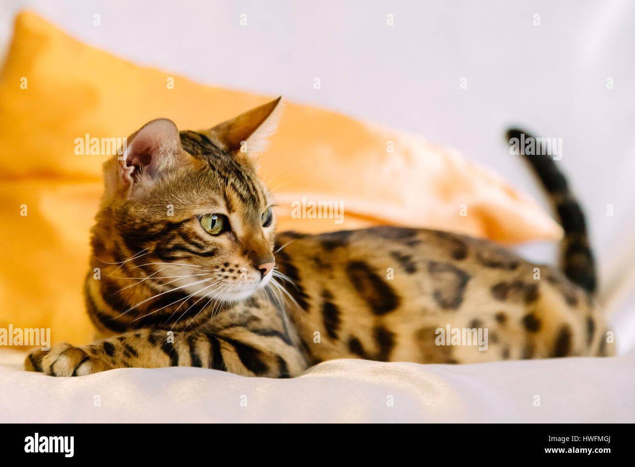 Faul, Bengal-Katze auf Bett Stockfoto