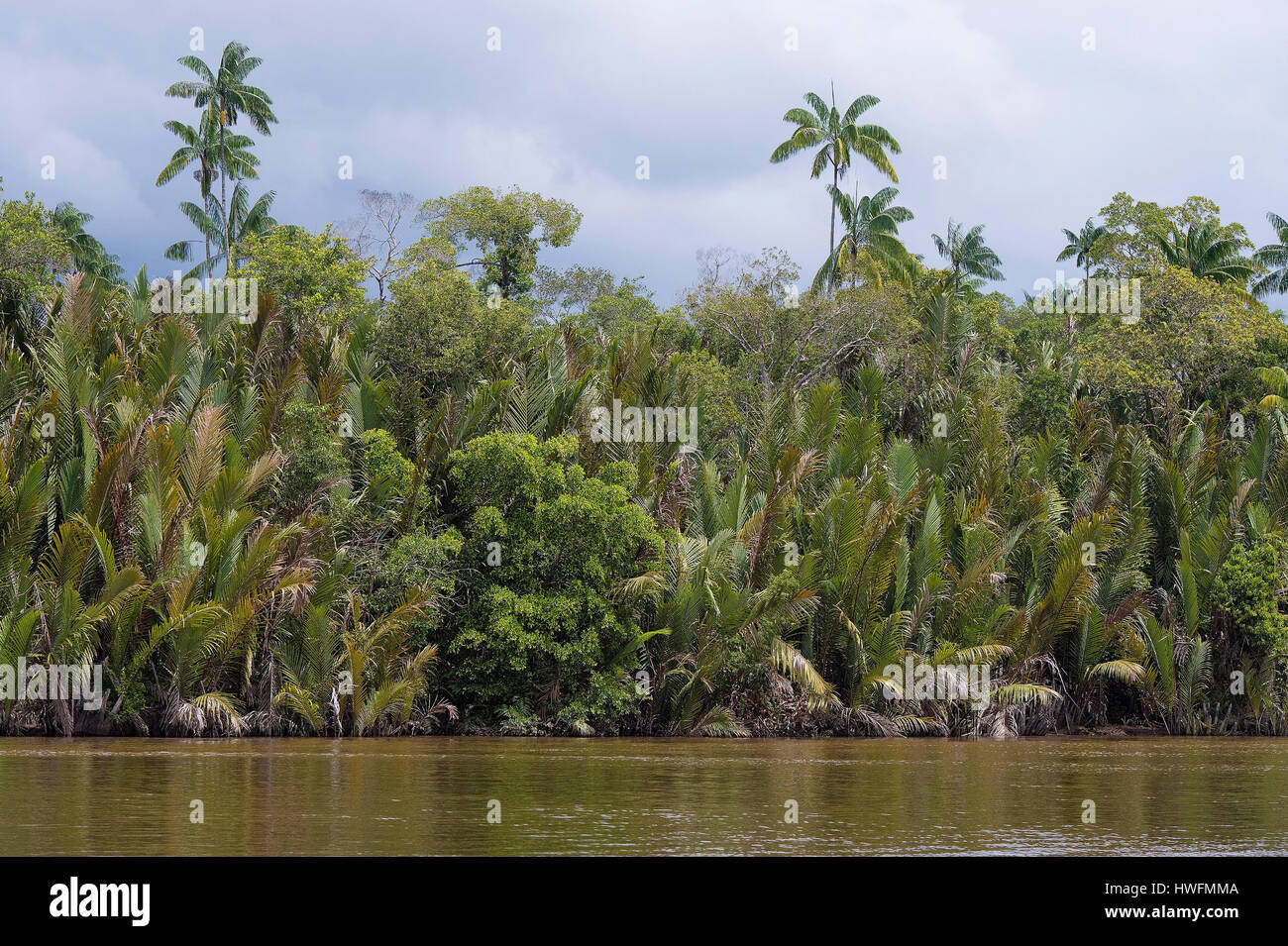 Dichten und vielfältigen Vegetation an den Ufern des Kinabatangan Fluss, Sabah, Borneo. Merken Sie die Nipa Palmen (Nypa Frutians) im Vordergrund. Stockfoto