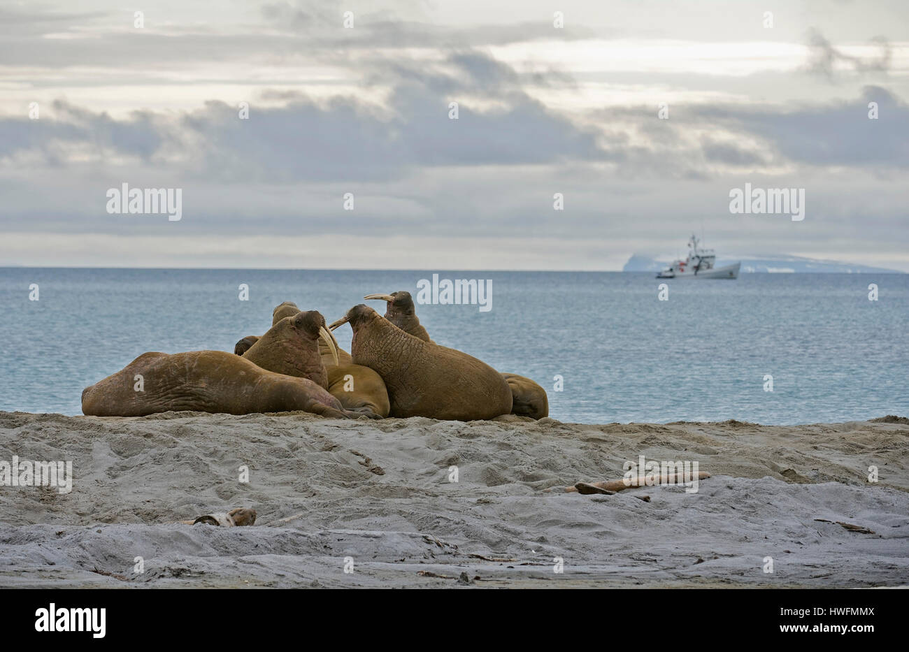 Walrosse auf Phippsøya, einer der sieben Inseln, aus nördlichen Nordaustlandet, Svalbard. Juli 2012. Stockfoto