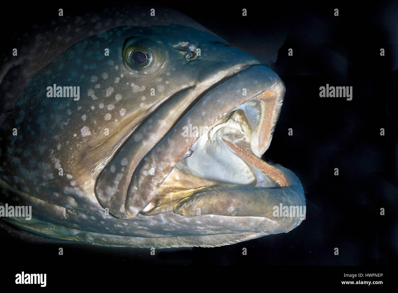 Riesenzackenbarsch, der klaffende Mündung des riesigen Zackenbarsch, Ephinephelus Lanceolatus. Stockfoto