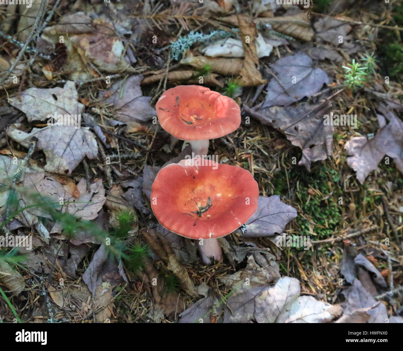 Pilze auf dem Waldboden im Baxter State Park Stockfoto