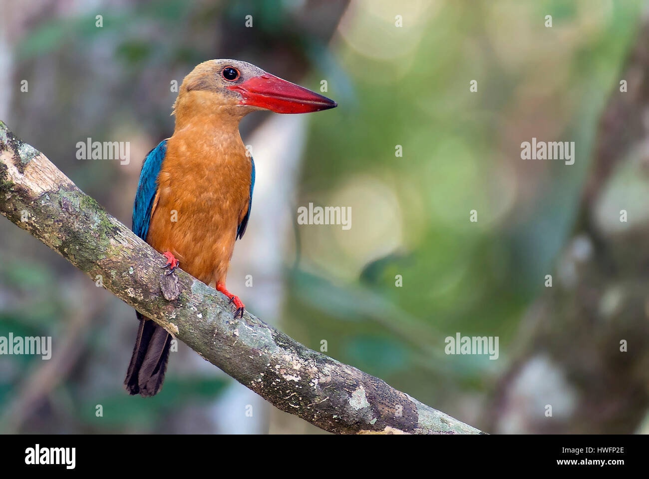 Brücke-billed Eisvogel (Pelargopsis Capensis) aus Kinabatangan Fluss, Sabah, Borneo. Stockfoto