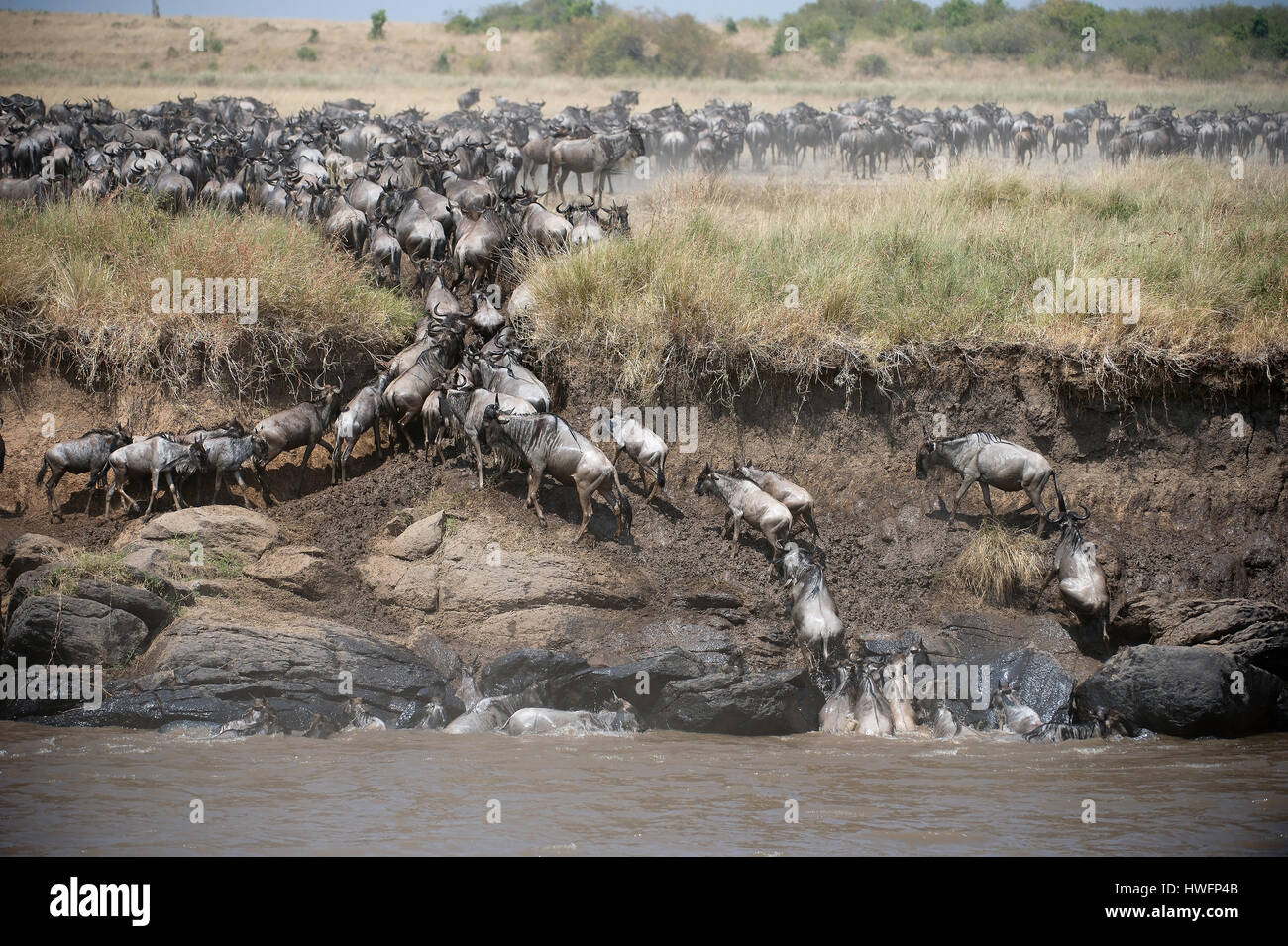 Eine große Gruppe von Gnus Mara River (Kenia) gekreuzt haben und sind sicher Eintritt in die Prärie. Stockfoto