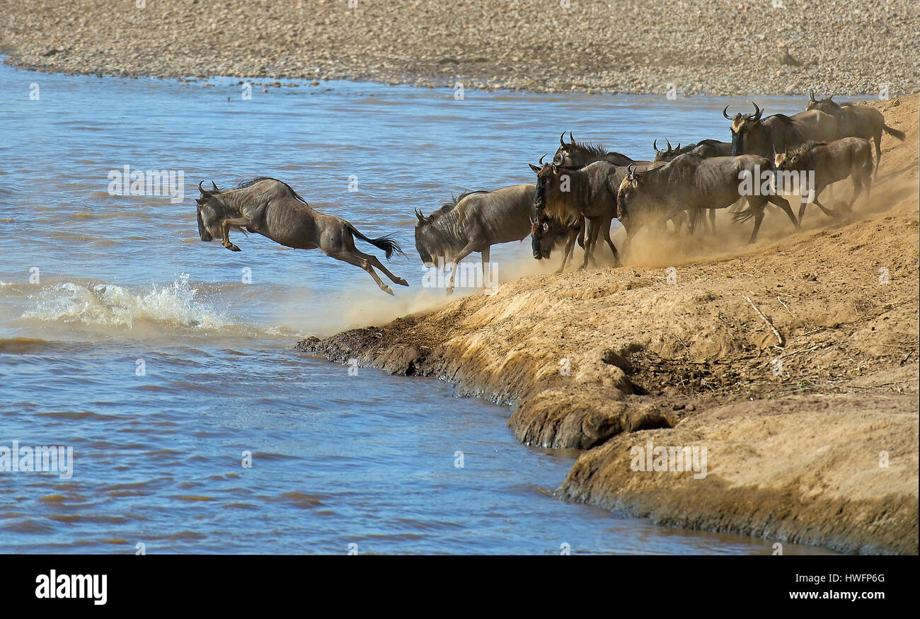 Herden von Gnus, Mara River (Kenia) als Teil ihrer jährlichen großen Wanderung überqueren. Foto vom August 2014. Stockfoto