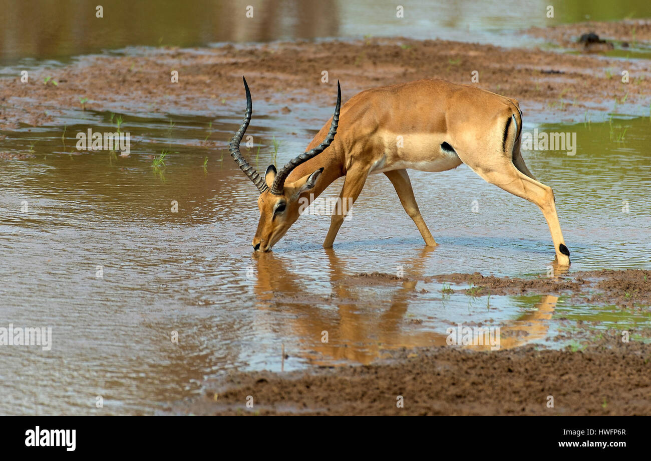 Masle aufspießen trinken im Fluss Ewaso Ng'iro, Samburu National Reserve, Kenia. Stockfoto
