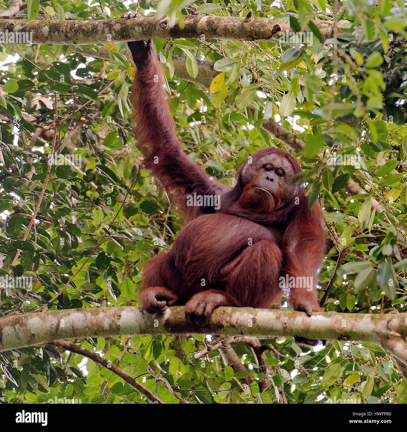 Große, männliche Orang-Utan in den Baumkronen des Raiforest im Danum Valley, Sabah, Borneo. Stockfoto